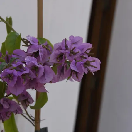 Bed & Breakfast Casa Alexina